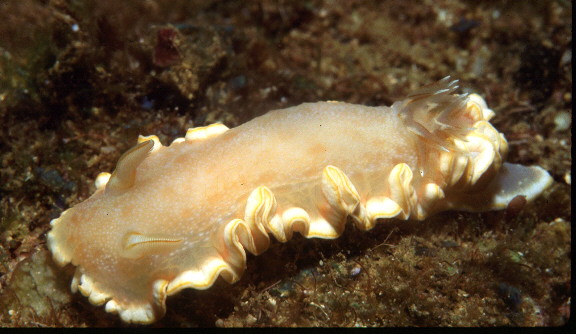 Glossodoris poliahu